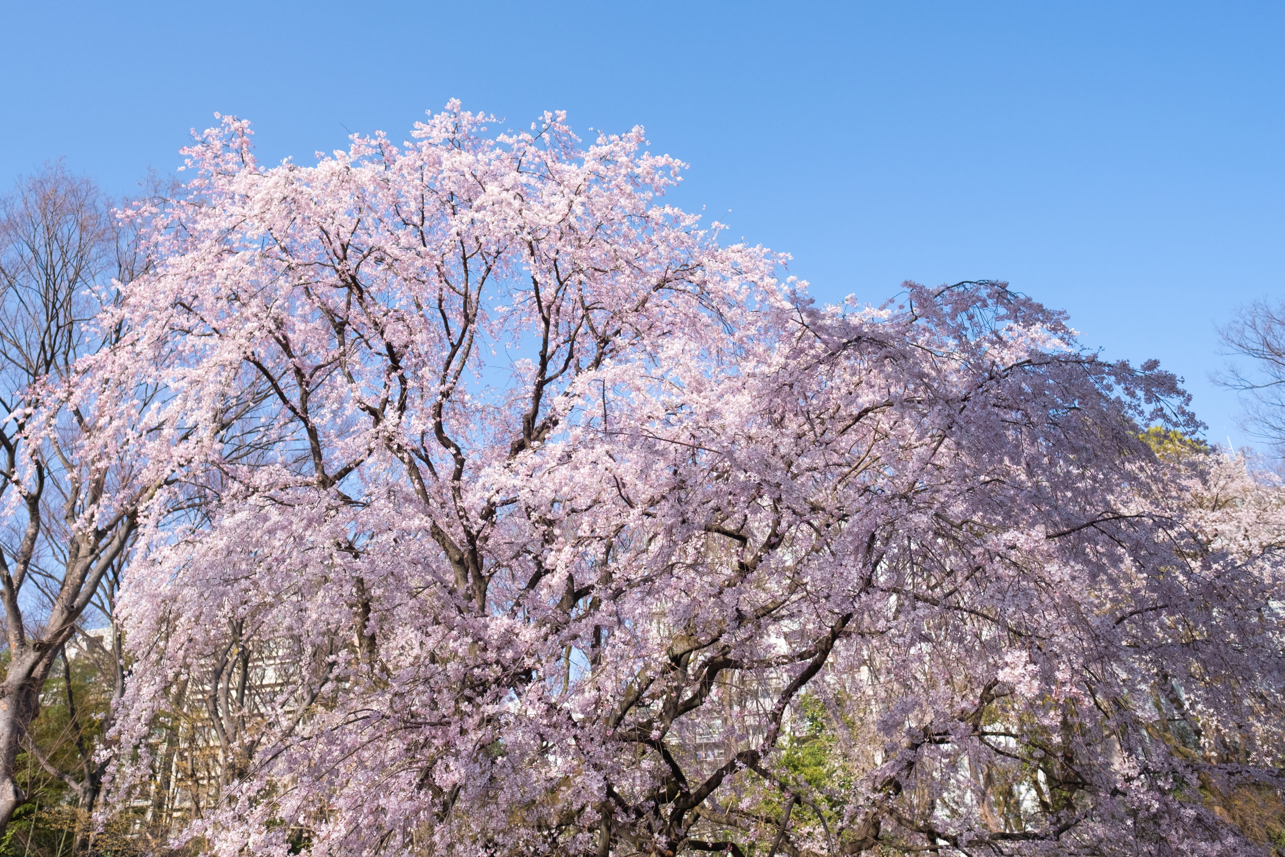 一本の存在感がすごい 六義園のしだれ桜 よりみち生活